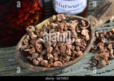 Tormentil, radici essiccate / (Potentilla tormentilla) Foto Stock