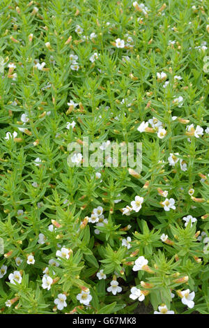 Hedgehyssop, erba della grazia / (Gratiola officinalis) Foto Stock