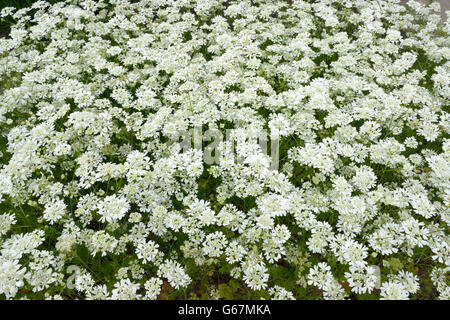 Pizzo bianco fiori / (Orlaya grandiflora) Foto Stock