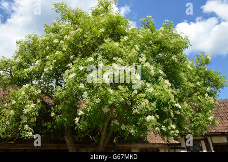 Nero / di sambuco (Sambucus nigra) Foto Stock