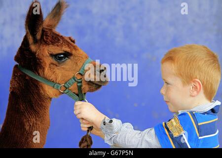 Harvey Gaston di Ballymena, di cinque anni, incontra un'alpaca sudamericana al mercato di Ballymena durante l'evento Sheep Event 2013 della National Sheep Association, nell'Irlanda del Nord. Foto Stock