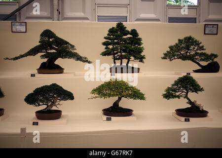 Alberi Bonsai in mostra al RHS Hampton Court Palace Flower Show, East Molesey, Surrey. Foto Stock