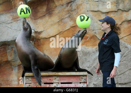 Supporto per Murray Foto Stock