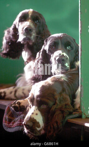 Un trio di Springer Spaniels inglesi attende nel ring di giudizio, al National Exhibition Centre di Birmingham per l'inizio della centesima crociera. * l'evento di quattro giorni, la più grande e prestigiosa mostra canina del mondo, dovrebbe attirare più di 22,000 cani, 15,000 proprietari e 120,000 visitatori. Oltre a punteggi di categorie per diversi pedigree, l'evento di 100 anni sarà anche una vetrina per i cani per dimostrare le loro capacità di obbedienza e agilità. Foto Stock