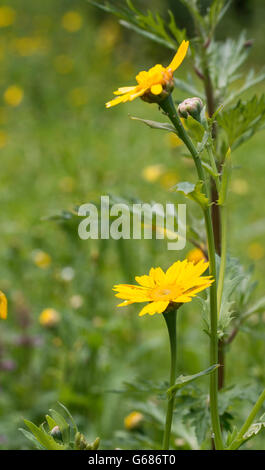 Tragopogon orientalis giallo fiore in giardino in Olanda Foto Stock