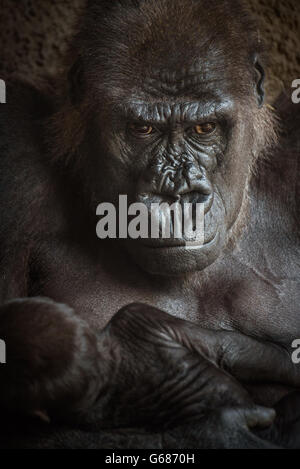 Arrabbiato-cercando Western pianura gorilla di allattare al seno il suo bambino. Foto Stock