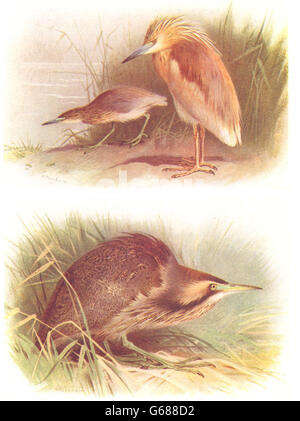 BRITISH uccelli: Sgarza ciuffetto; American tarabuso. THORBURN, vintage print 1925 Foto Stock