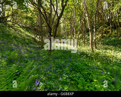 Bluebells,aglio selvatico al Downhill, Co. Londonderry, Irlanda del Nord Foto Stock