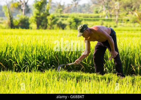 Ubud, Indonesia - 5 Settembre: un riso non identificato agricoltore lavora nei campi di riso in un caldo pomeriggio di sole nei pressi di Ubud, Bali, Ind Foto Stock