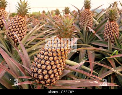 Coltivate piante di ananas (Ananas comosus) con frutti maturi Foto Stock