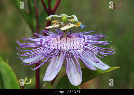 Un fiore della passione Foto Stock