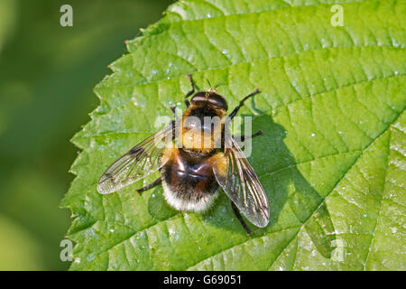 Hoverfly maschio (Volucella bombylans) Foto Stock