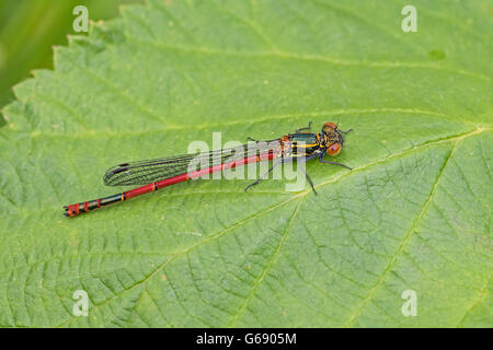 Femmina rosso grande Damselfly (Pyrrhosoma nymphula) Foto Stock