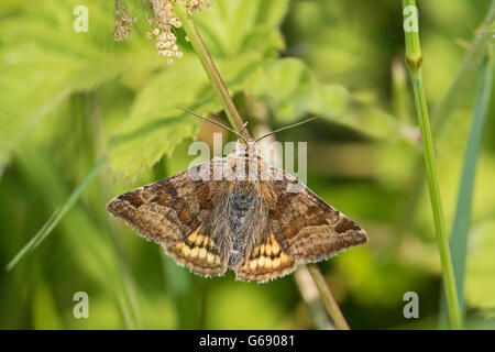 Un compagno Burnett giorno-flying moth Foto Stock