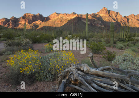 Deserto Sonoran, organo a canne Cactus Monumento Nazionale Arizona Foto Stock