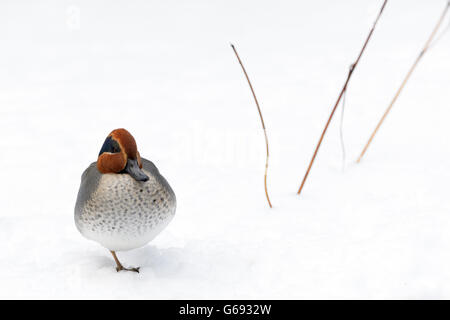 Fischione (Anas penelope) maschio adulto permanente sulla neve, foresta bavarese, Germania. Foto Stock