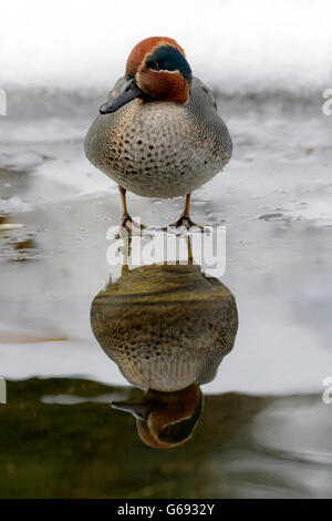 Fischione (Anas penelope) maschio adulto in piedi sul ghiaccio con la riflessione della foresta bavarese, Germania. Foto Stock