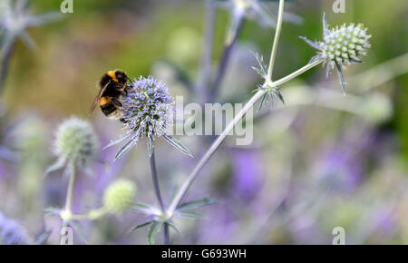 Un'ape nel giardino GreEnco Sense al RHS Flower Show a Tatton Park Knutsford. Foto Stock