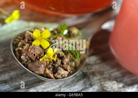 Tormentil, radici essiccate / (Potentilla tormentilla) Foto Stock