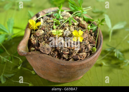 Tormentil, radici essiccate / (Potentilla tormentilla) Foto Stock