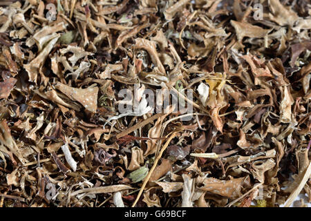 Islanda moss / (Cetraria islandica) Foto Stock