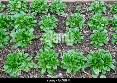 La lattuga, mache, lattughella, cornsalad / (Valerianella locusta) Foto Stock