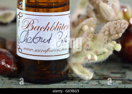 Fiore di Bach Stock Remedy Chestnut Bud Foto Stock