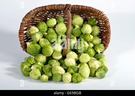 Germoglio di Bruxelles / (Brassica oleracea var. gemmifera) Foto Stock