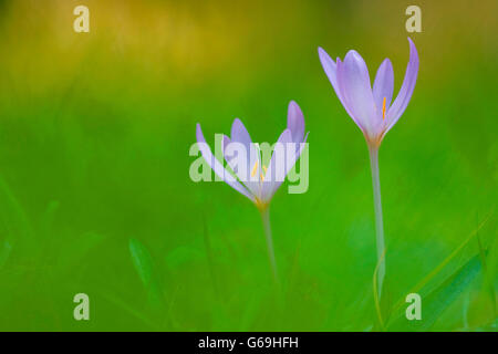 Il croco d'autunno, Germania / (Colchicum autumnale) Foto Stock