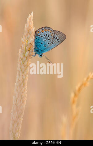 Argento-blu chiodati, Germania / (Plebejus argus) Foto Stock