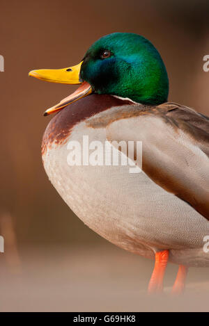 Il germano reale, maschio, Germania / (Anas platyrhynchos) Foto Stock