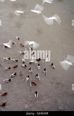 Mallard,Nero-headed gull, (Chroicocephalus ridibundusGermany / (Anas platyrhynchos) (Chroicocephalus ridibundus) Foto Stock