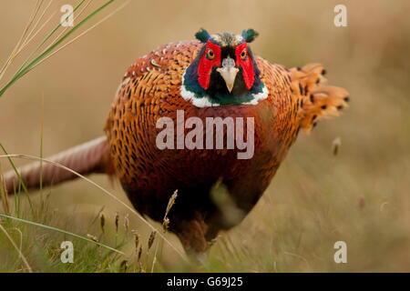 Comune, fagiano maschio, Texel, Paesi Bassi / (Phasianus colchicus) Foto Stock