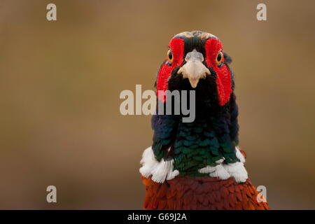 Comune, fagiano maschio, Texel, Paesi Bassi / (Phasianus colchicus) Foto Stock