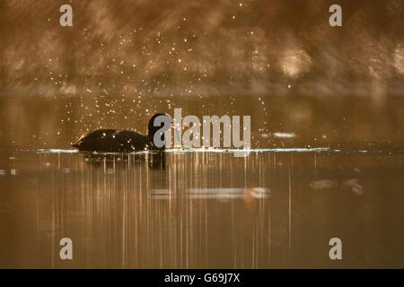 Eurasian coot, Germania / (fulica atra) Foto Stock