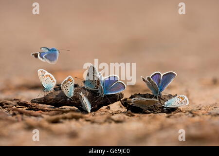 Argento-blu chiodati, aspirando su fox-sterco, Germania / (Plebejus argus) Foto Stock