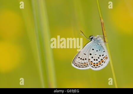 Argento-blu chiodati, Germania / (Plebejus argus) Foto Stock