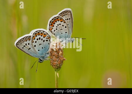 Argento-blu chiodati, Germania / (Plebejus argus) Foto Stock