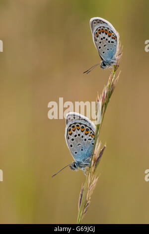 Argento-blu chiodati, Germania / (Plebejus argus) Foto Stock