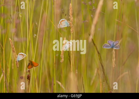 Argento-blu chiodati, Germania / (Plebejus argus) Foto Stock