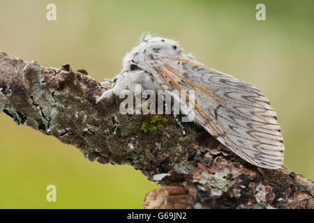 Puss Moth, Germania / (Cerura vinula)) Foto Stock