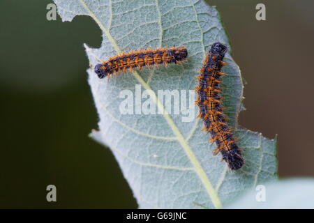 Tale malattia tartaruga, Caterpillar, Germania / (Nymphalis polychloros) Foto Stock