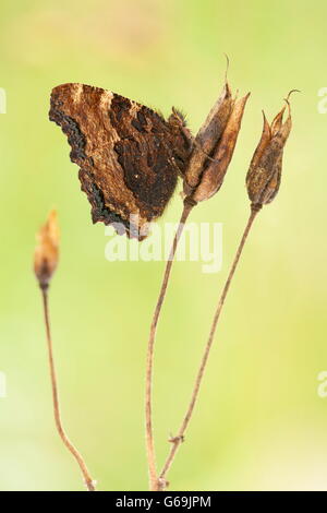 Tale malattia tartaruga, Germania / (Nymphalis polychloros) Foto Stock