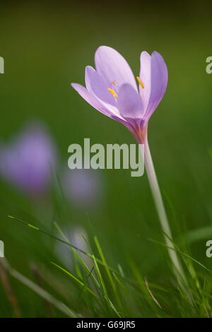 Il croco d'autunno, Germania / (Colchicum autumnale) Foto Stock