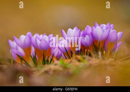 Crocus, Germania / (Crocus) Foto Stock