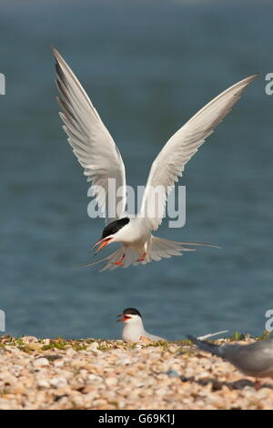 Common Tern, Texel, Paesi Bassi / (Sterna hirundo) Foto Stock