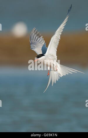 Common Tern, Texel, Paesi Bassi / (Sterna hirundo) Foto Stock