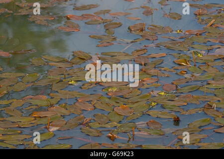 Piscina rana, Germania / (Pelophylax lessonae) Foto Stock