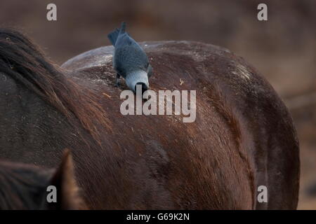 La cornacchia occidentali, cavallo, Texel, Paesi Bassi / (Corvus monedula) Foto Stock