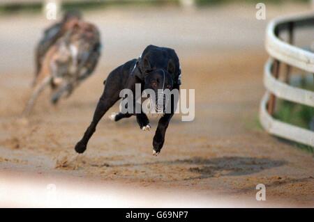 Nottingham Greyhound Racing. Corse di levrieri Foto Stock